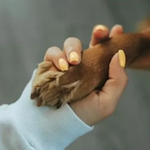 Tierkommunikation
